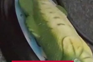 赛后一位记者送阿隆索一条鱼，嘴里不停喊Hala马德里