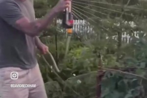 真惬意啊自从退役以来，贝克汉姆就一直热爱园艺！